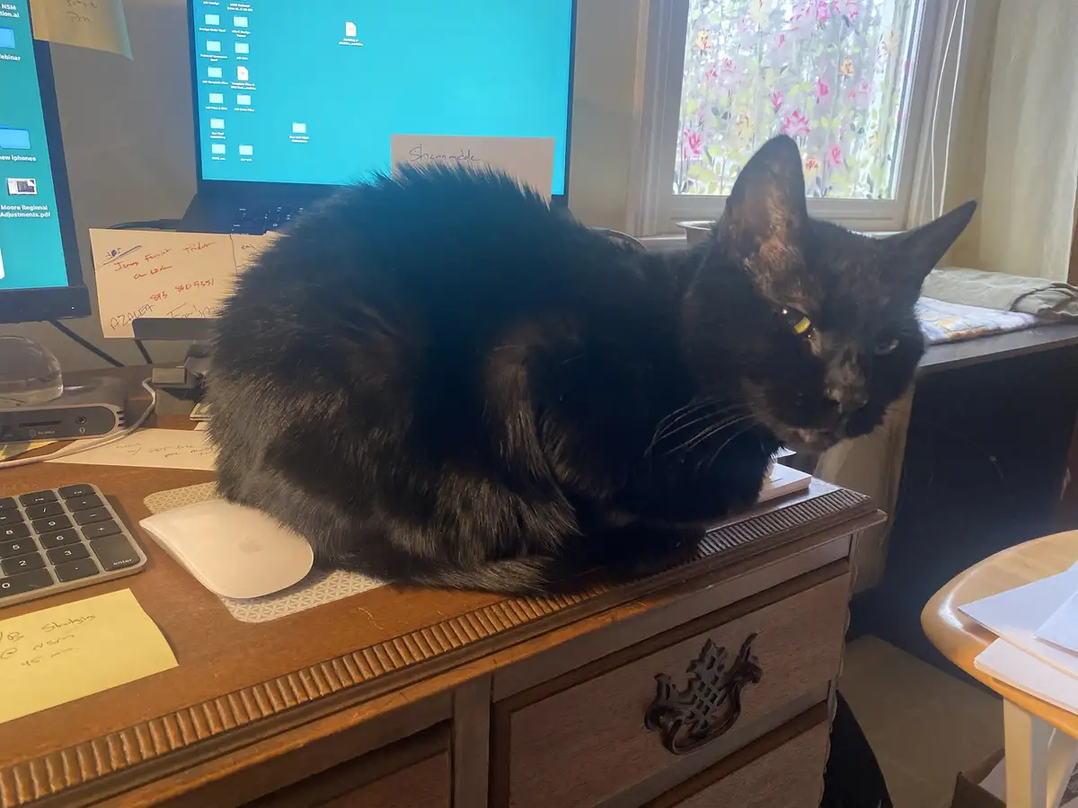 A fluffy black cat is lounging on a wooden desk next to a computer keyboard and mouse, looking directly at the camera with a…