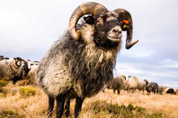 A close-up photo of a large, woolly ram with massive, curved horns and a black face, standing in a field of dry grass with…