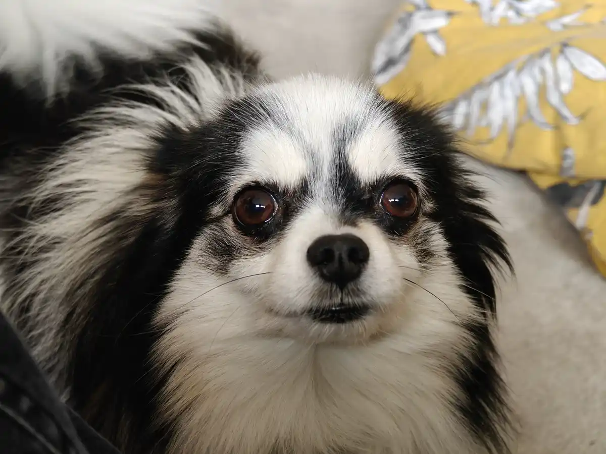 A close-up photo of a black-and-white dog with large, expressive brown eyes looking directly at the camera, conveying a sad…