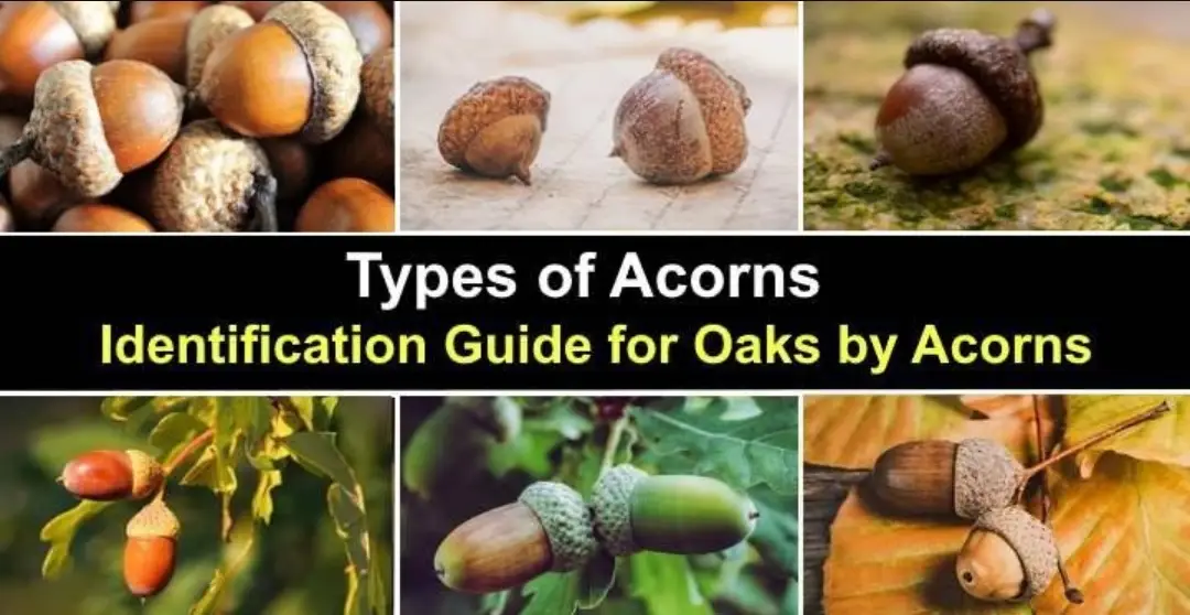 A collage of six images showing various acorns in different states and settings, including close-ups of acorns on leaves, on…