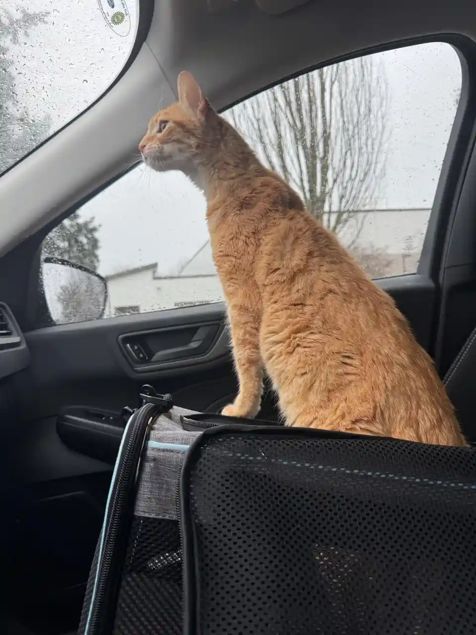 An orange tabby cat sits upright on a black mesh pet carrier inside a car, looking out the rain-speckled window with an…