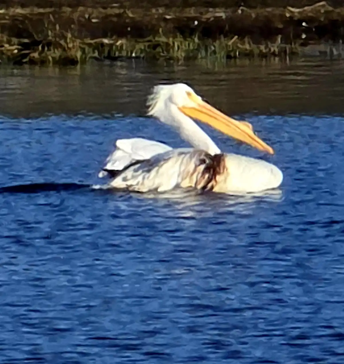 A white pelican with a long orange beak is floating on blue water, its head tucked into its back feathers in a resting…