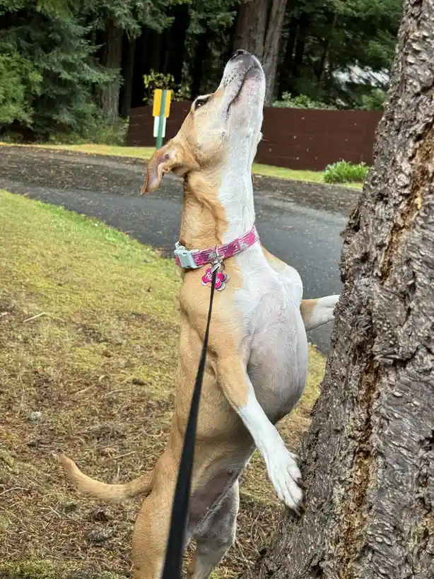 Roxie on a mission: chasing after that squirrel!