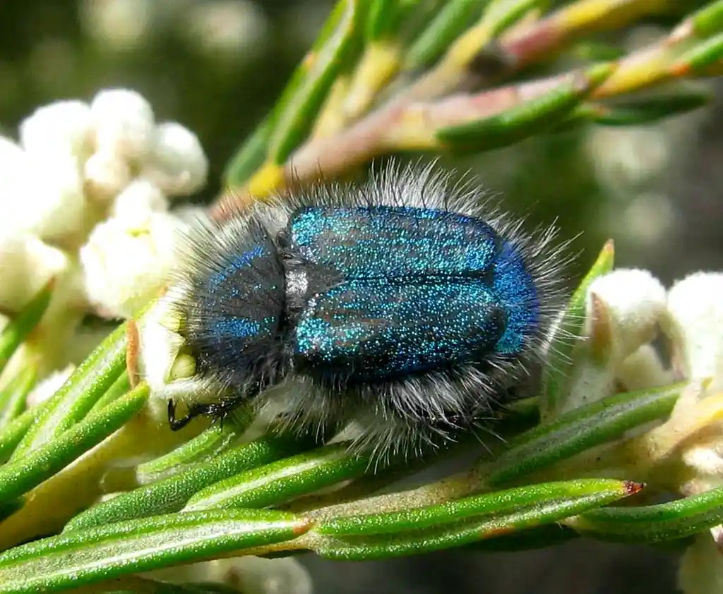 A close-up photograph shows a small, iridescent blue beetle covered in dense white hairs, perched on green needle-like…