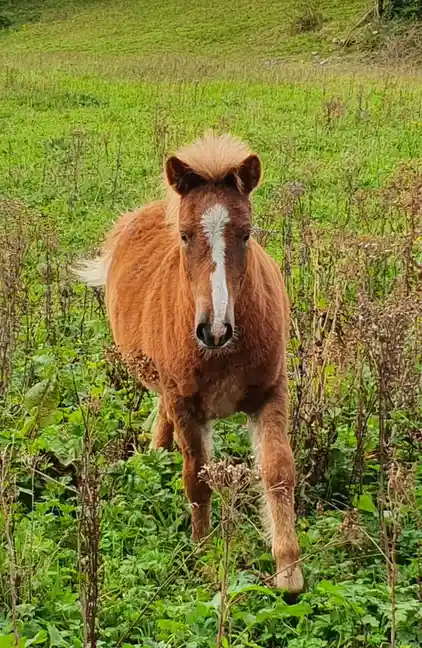 A small, reddish-brown horse with a white blaze on its face stands in a green field of tall grass and weeds, looking…