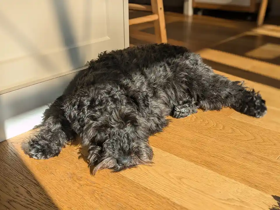 A black, curly-haired dog is lying on a wooden floor in a patch of sunlight, appearing very relaxed and sleepy, with its…