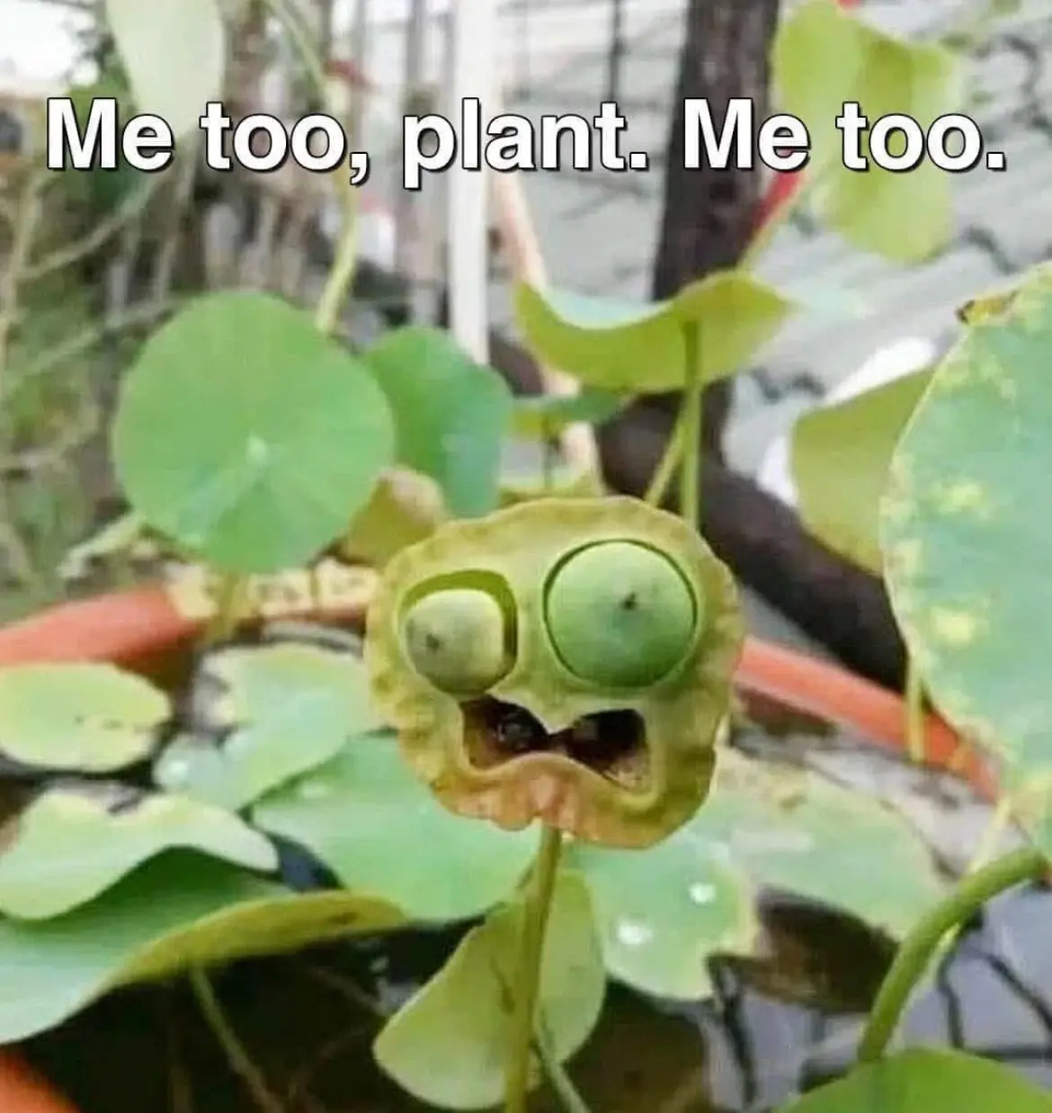 A close-up photo of a green, round plant pod with two large, bulging eyes and a wide, open mouth, giving it a cartoonish…