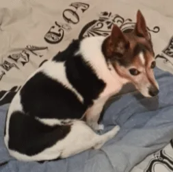 A small black and white dog sits on a bed, then slowly turns its body around to face away from the camera in a sequence of…