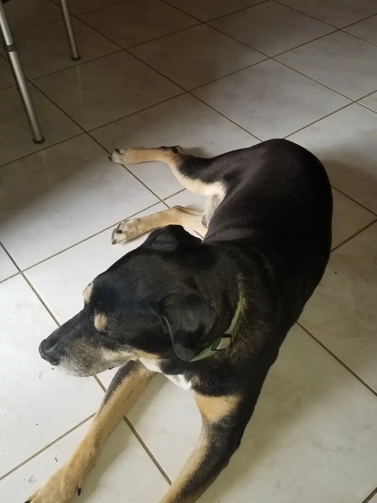 A black and tan dog with a green collar lies sprawled on a white tiled floor, one leg extended and head turned away…