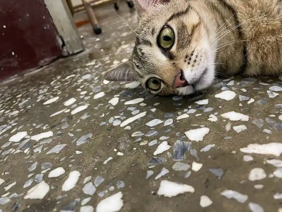 A tabby cat with green eyes lies on its side on a speckled terrazzo floor, looking directly at the camera with a relaxed…