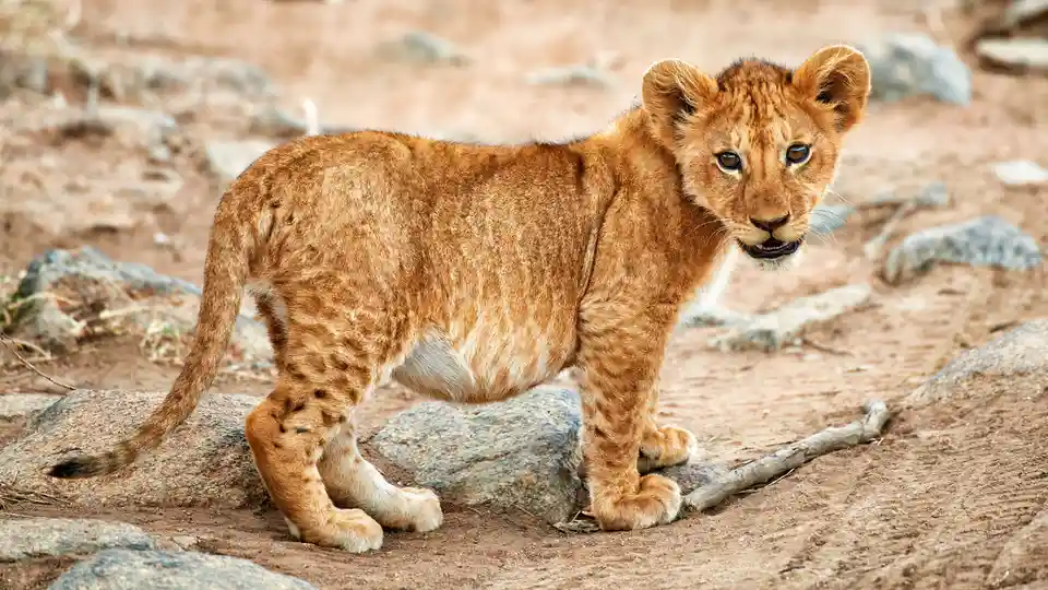 Meet a cute lion cub with adorable speckles! Lionesses typically have 2-4 cubs at a time, clustering into larger groups…