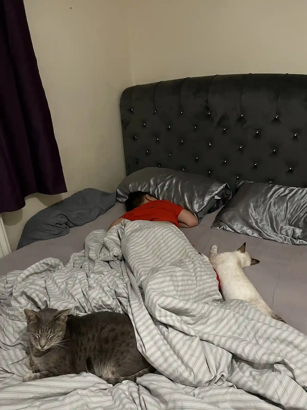 A person sleeps on a bed with a dark tufted headboard, partially covered by a striped duvet. Two cats are also on the bed…