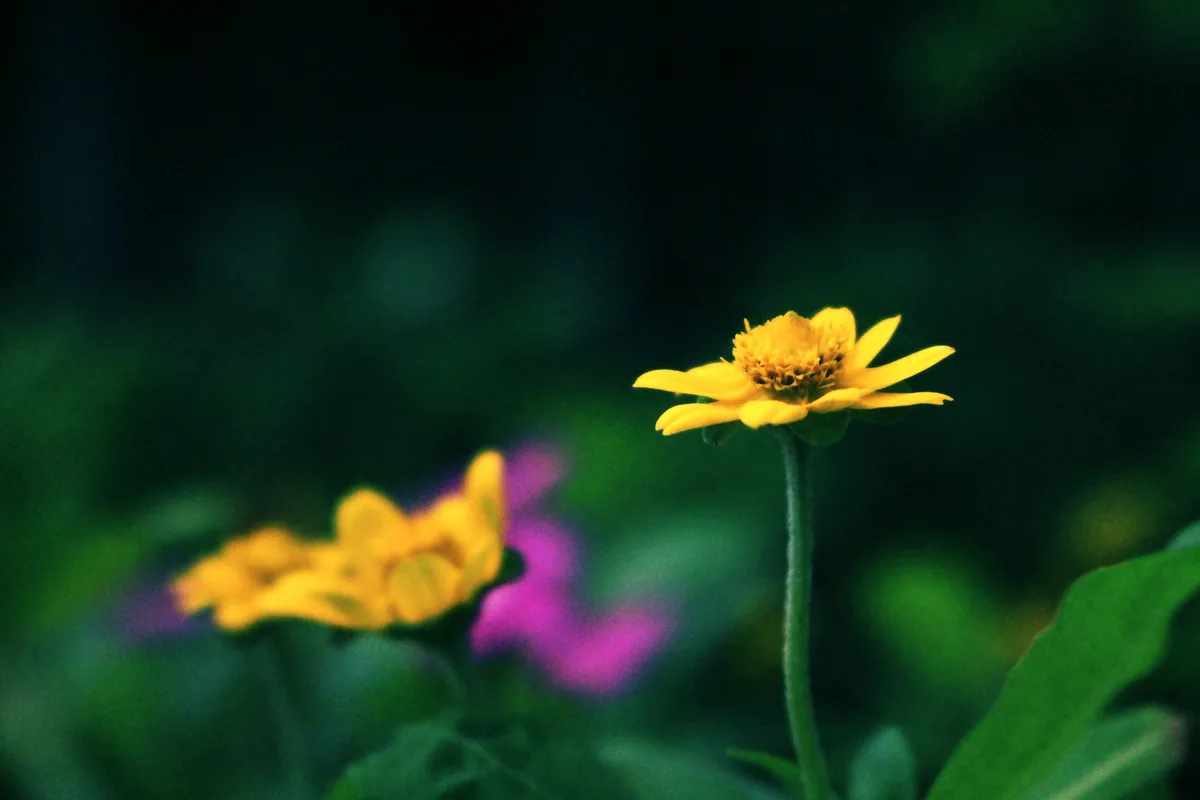 A close-up photograph shows a single, sharply focused yellow flower with a green stem against a dark, blurred background of…