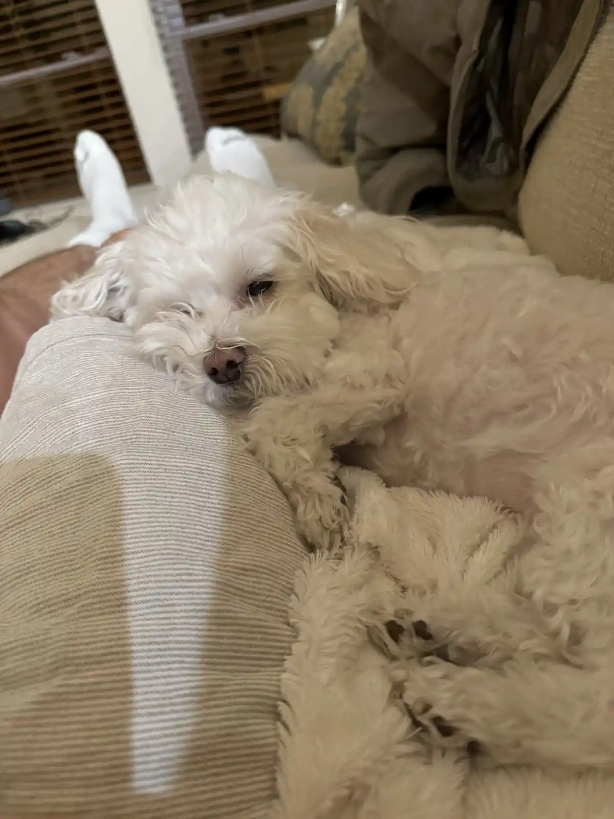 Pearl has discovered the ultimate cozy corner