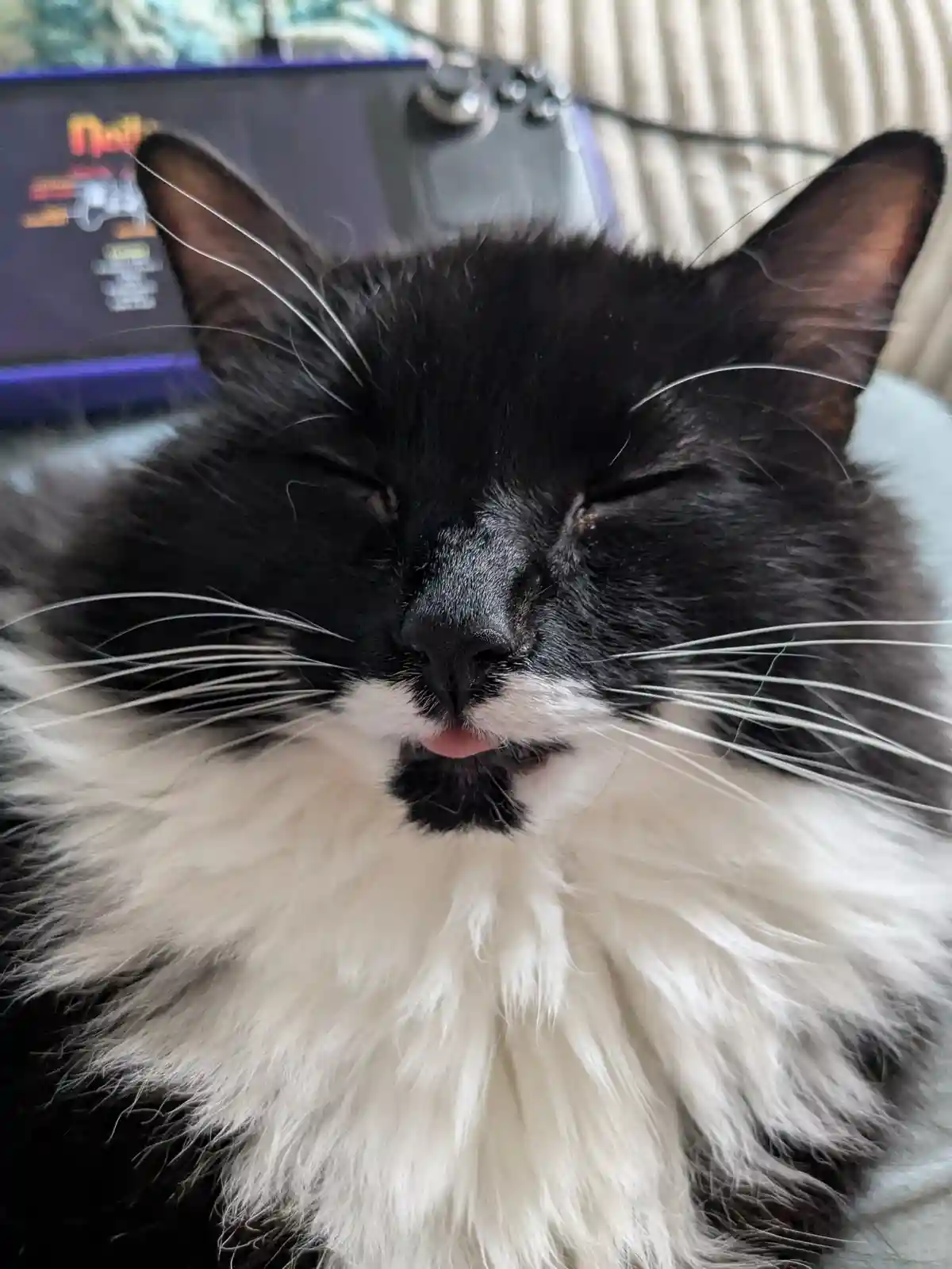 A close-up of a black-and-white fluffy cat with its eyes closed and tongue slightly sticking out, appearing deeply relaxed…