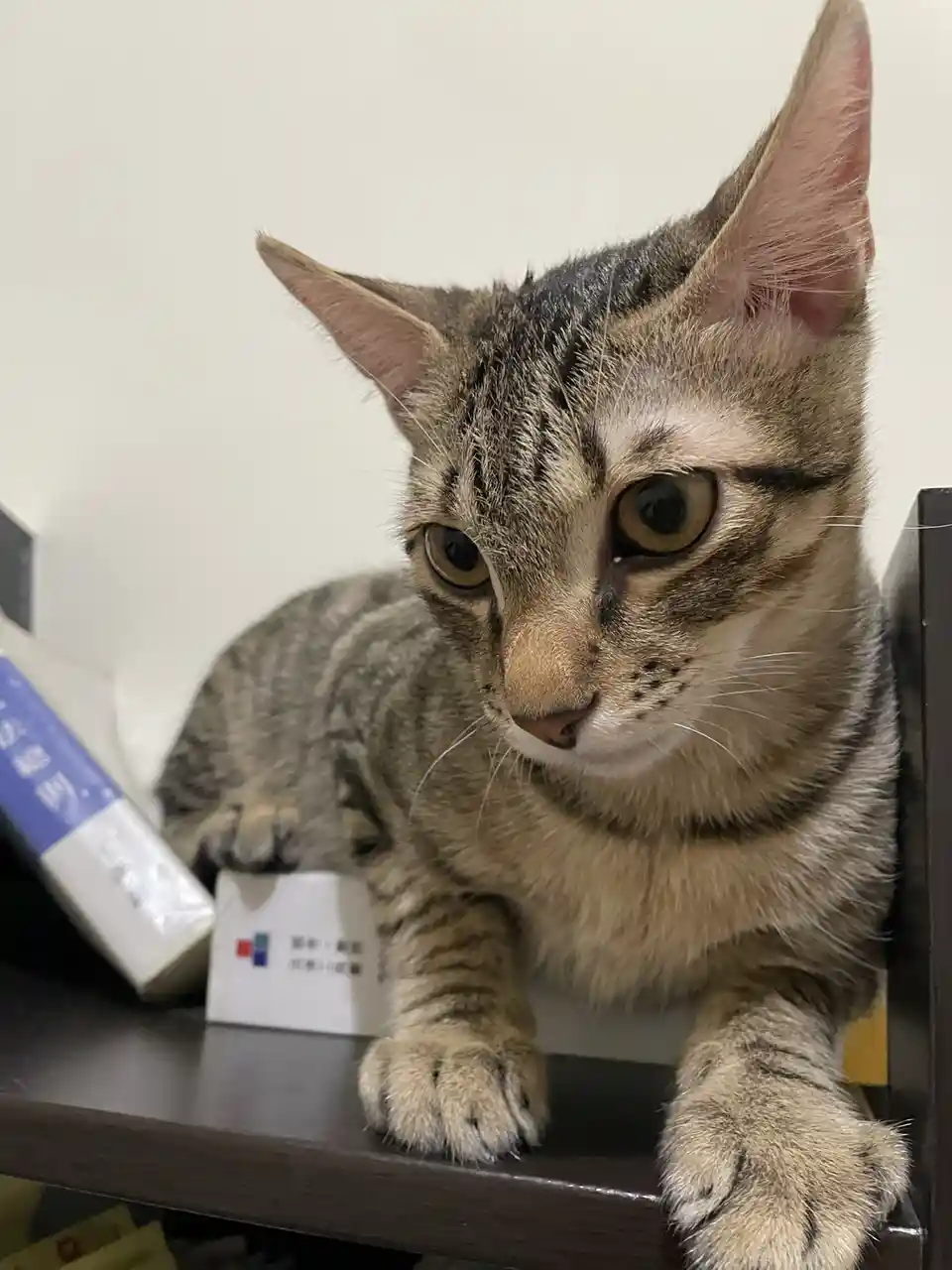 Just a cat being a cat