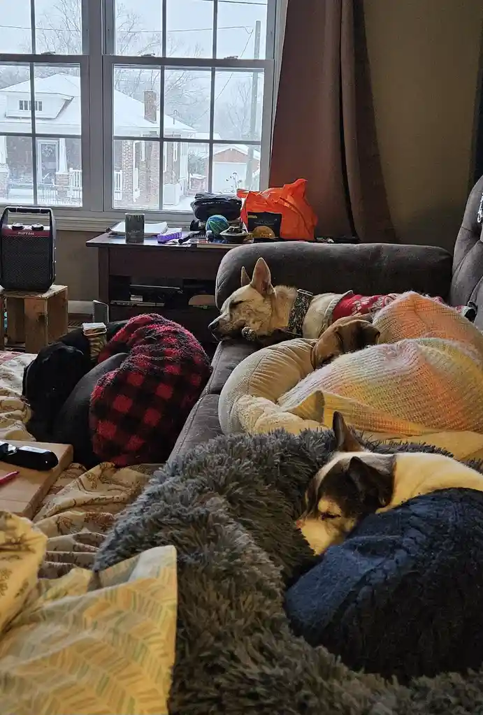 Several dogs are sleeping cozily on a couch and bed, each wrapped in different blankets including red plaid, rainbow knit…