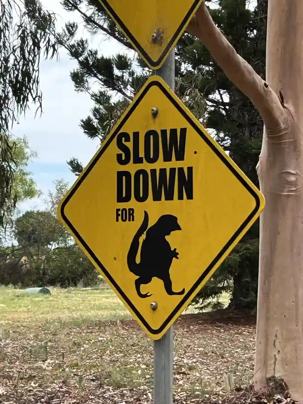 Could this be an elusive Australian Bunyip?