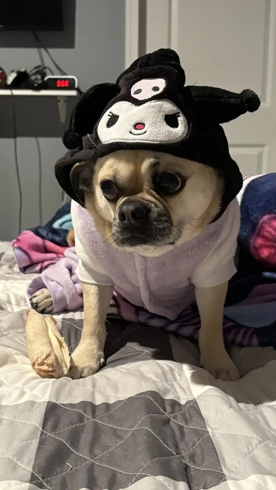 A pug dog wearing a black Kuromi plush hat and a light purple robe sits on a bed, looking tired and unenthusiastic while…