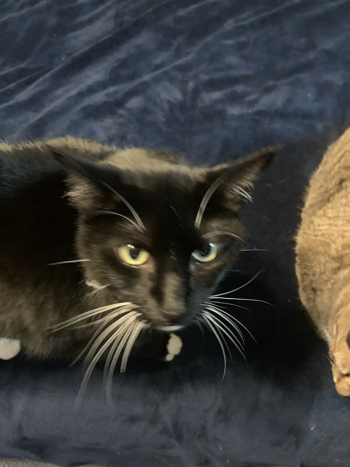 More Adorable Kitty Faces, Please!