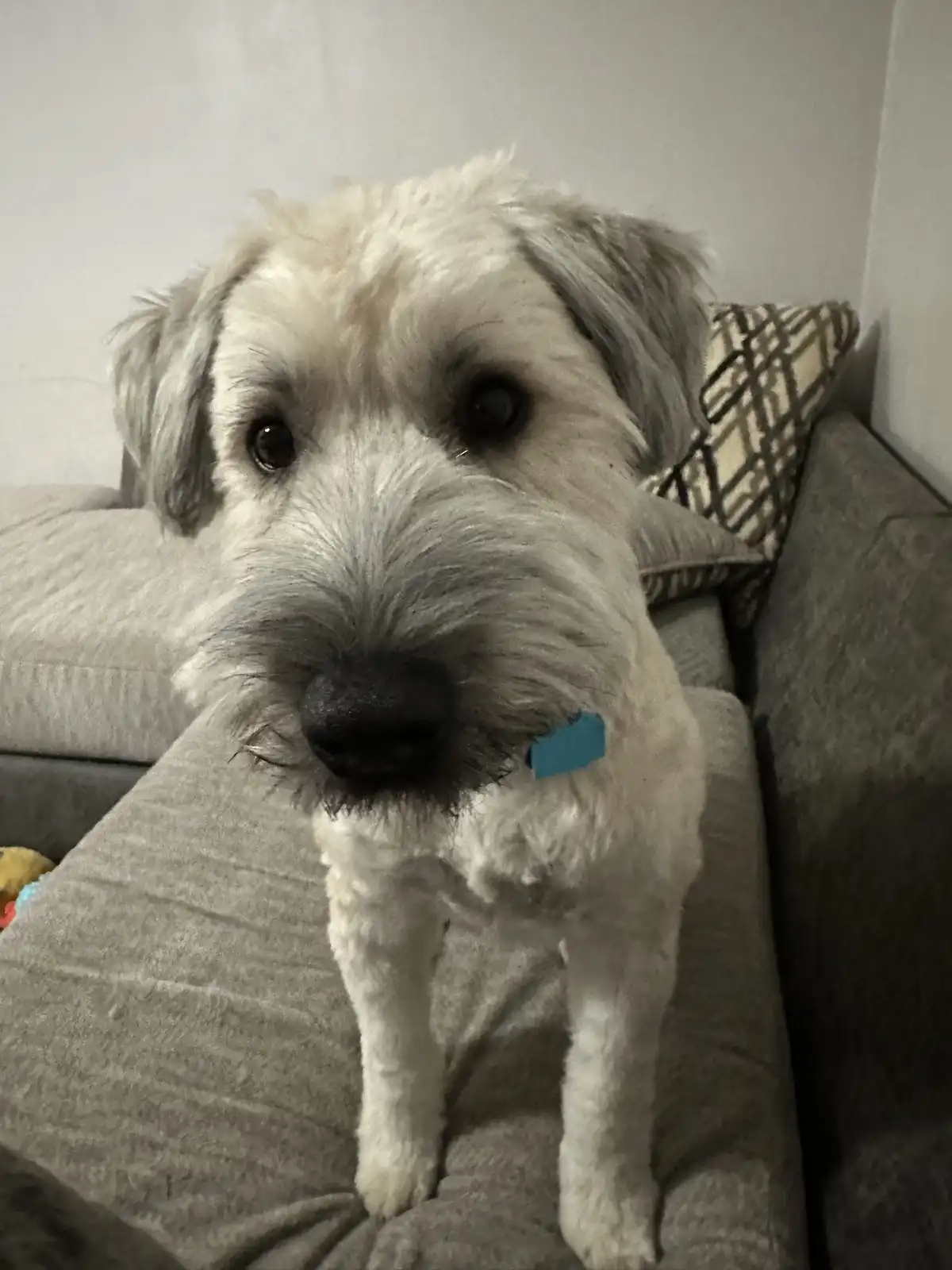 A fluffy white dog with dark eyes and a black nose sits upright on a gray couch, looking directly at the camera with a…