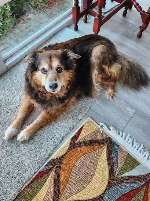 A fluffy brown and black dog with a white muzzle lies on a grey rug near a window, looking directly at the camera with a…
