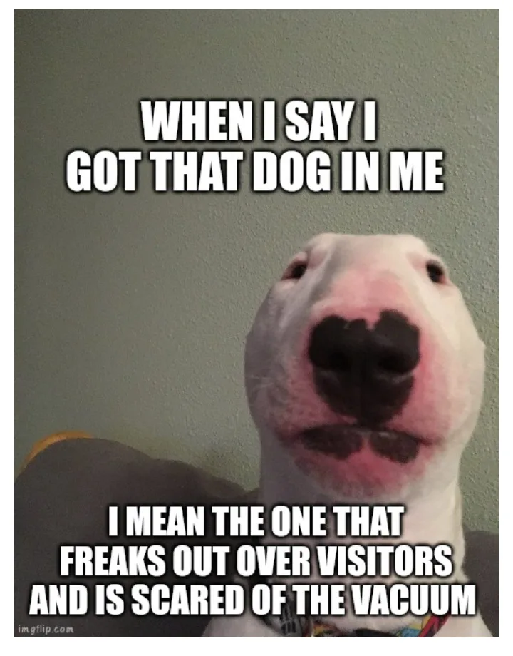 A close-up photo of a white bull terrier looking upward with a slightly anxious or confused expression. The dog has a…