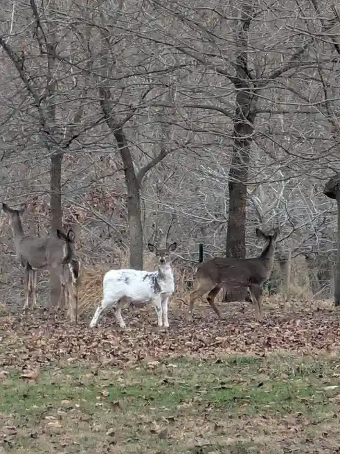 Three deer stand in a leaf-covered field under bare winter trees; the central deer is mostly white with dark spots, while…