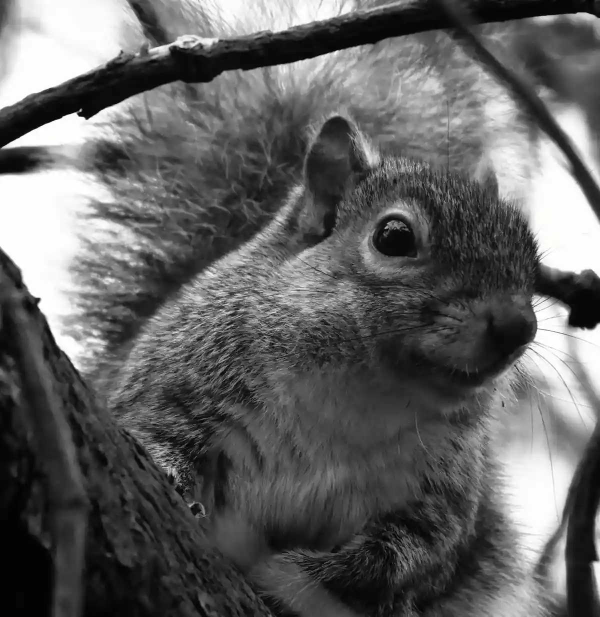 A black and white close-up photo of a squirrel perched on tree branches, looking directly at the camera with a seemingly…