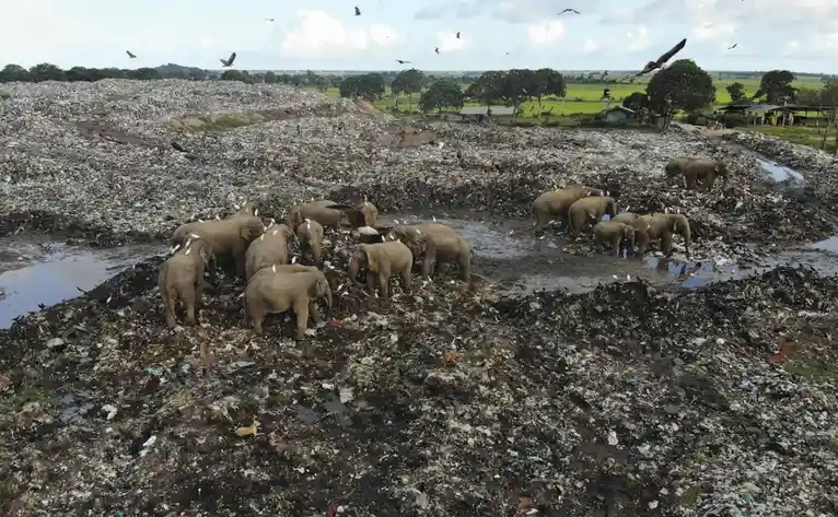 An aerial view shows a large herd of elephants foraging among massive piles of trash and debris in a landfill. White birds…