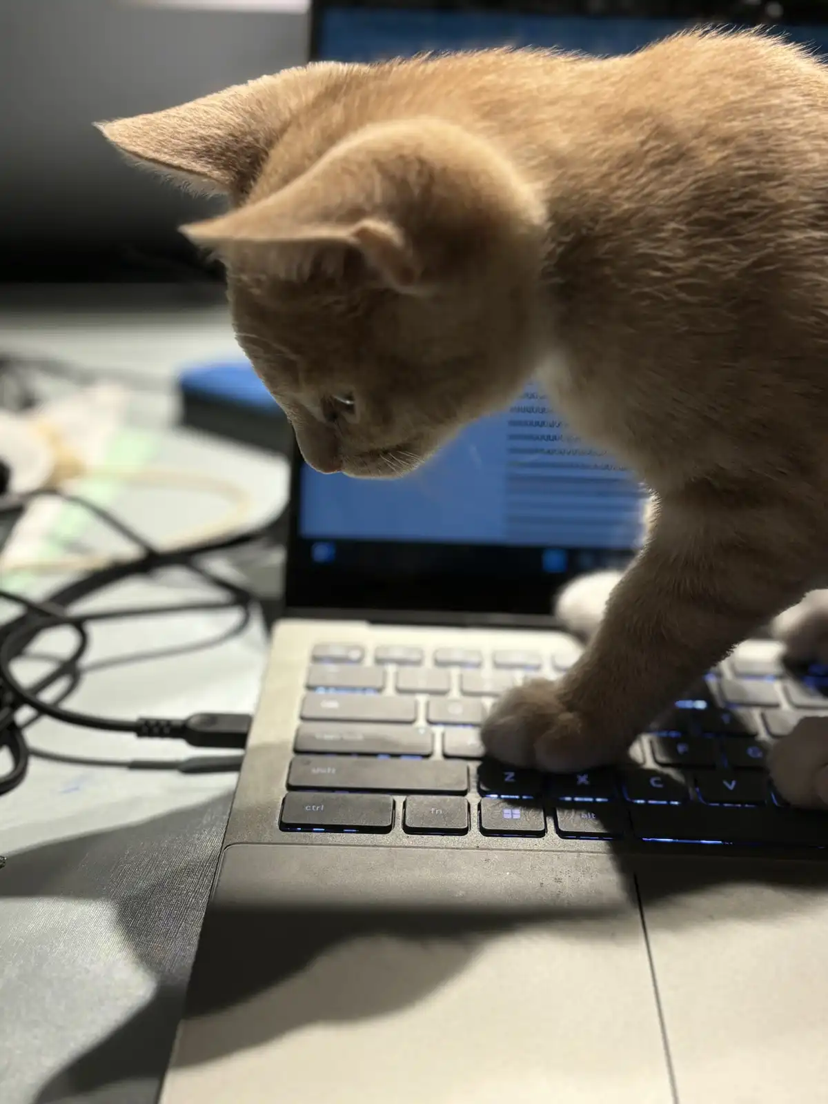 A light brown kitten is leaning over a laptop keyboard, with its paw resting on the keys, appearing to type. The laptop…