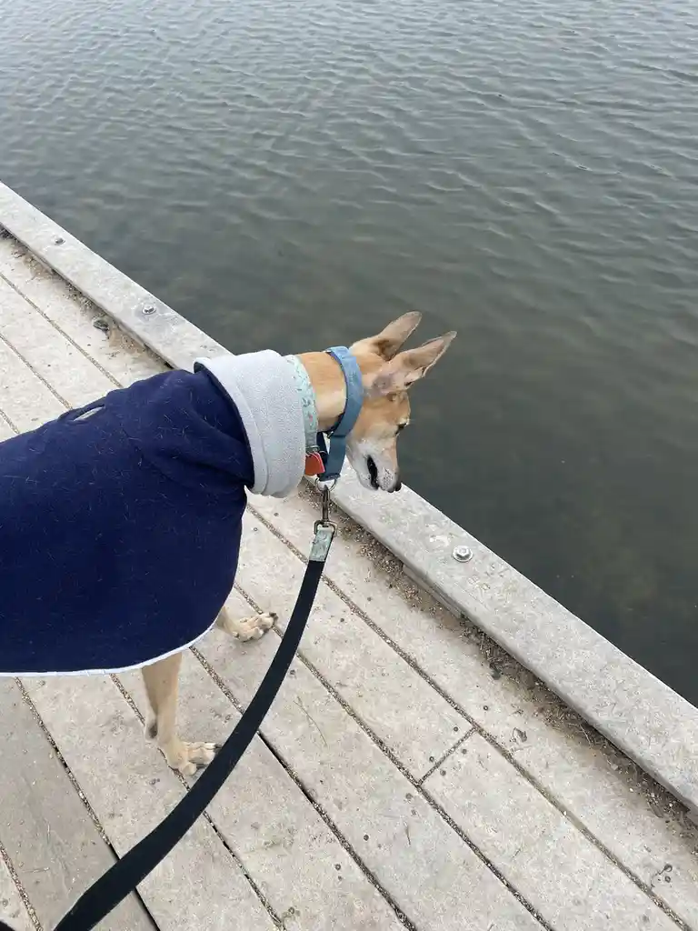 A tan dog wearing a blue fleece coat and a blue harness stands on a wooden dock, looking intently at the water. The dog is…