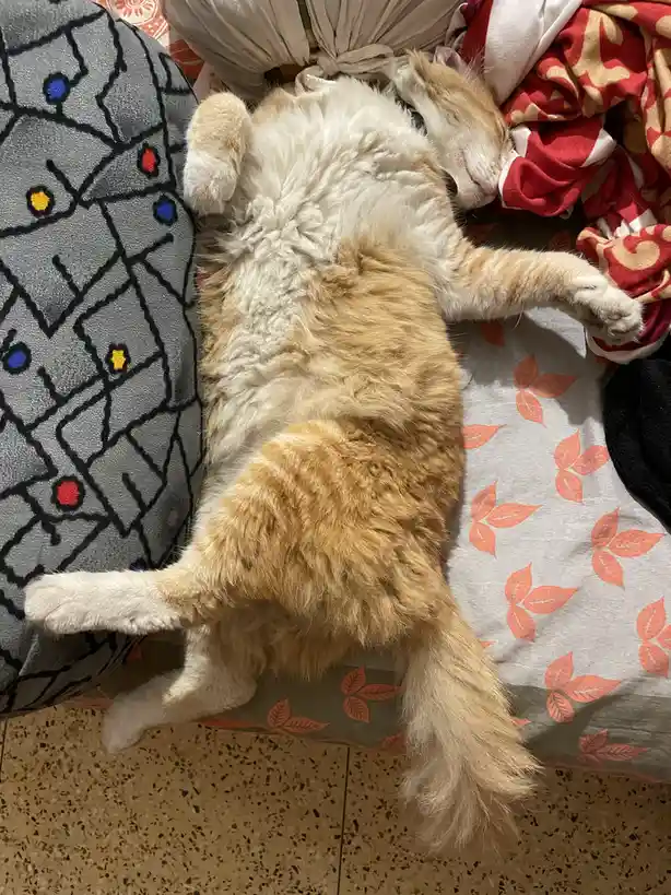 An orange and white cat is lying on its back on a bed, exposing its belly, with paws stretched out and eyes closed…