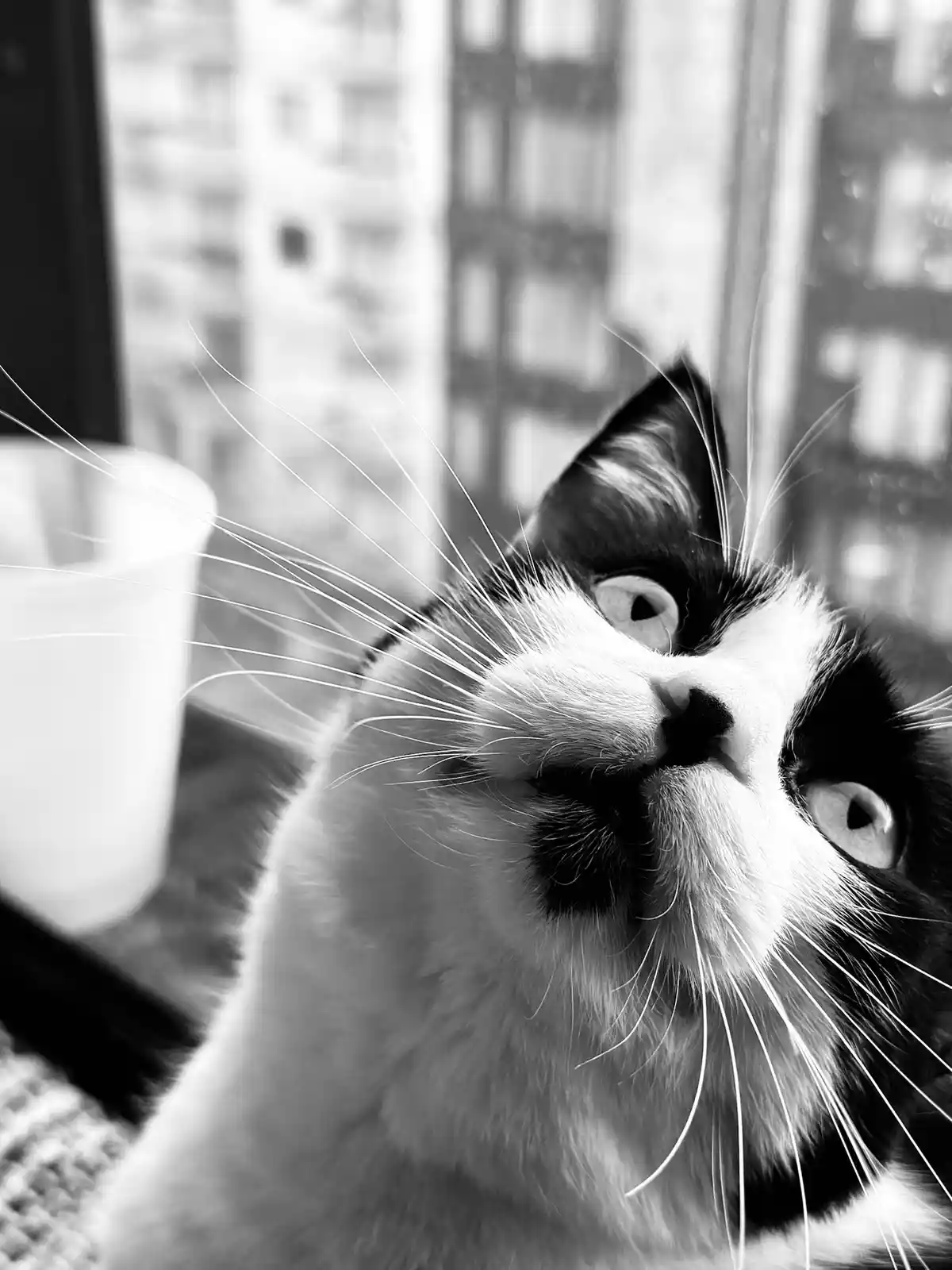 A black and white close-up photo of a cat looking upward with wide, expressive eyes, its face tilted slightly. The image is…