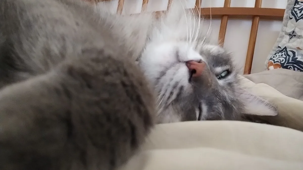 A fluffy gray and white cat lies on its back on a bed, looking up with one eye open and the other closed, appearing very…