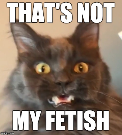 A close-up image of a dark brown cat with wide, startled yellow eyes and its mouth slightly open, showing teeth, conveying…