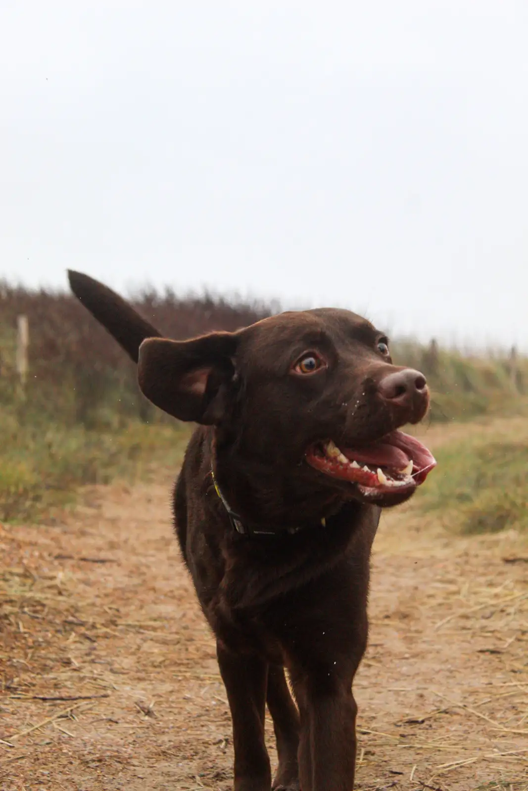 A chocolate-colored Labrador Retriever stands outdoors on a dirt path, looking upward with its mouth open and tongue out…