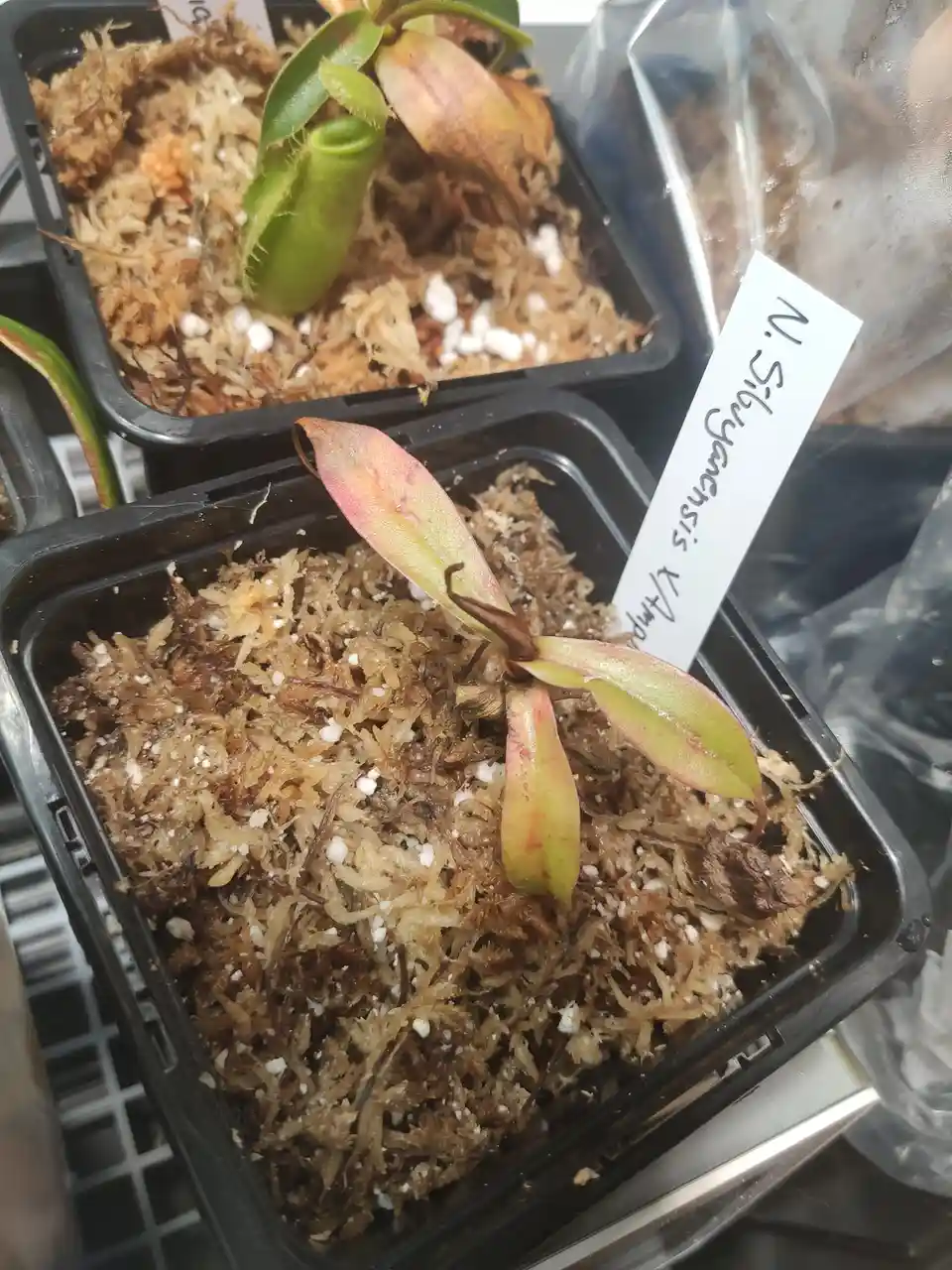 A close-up photo shows a small, young pitcher plant in a black plastic nursery tray, its leaves tinged with red and green…
