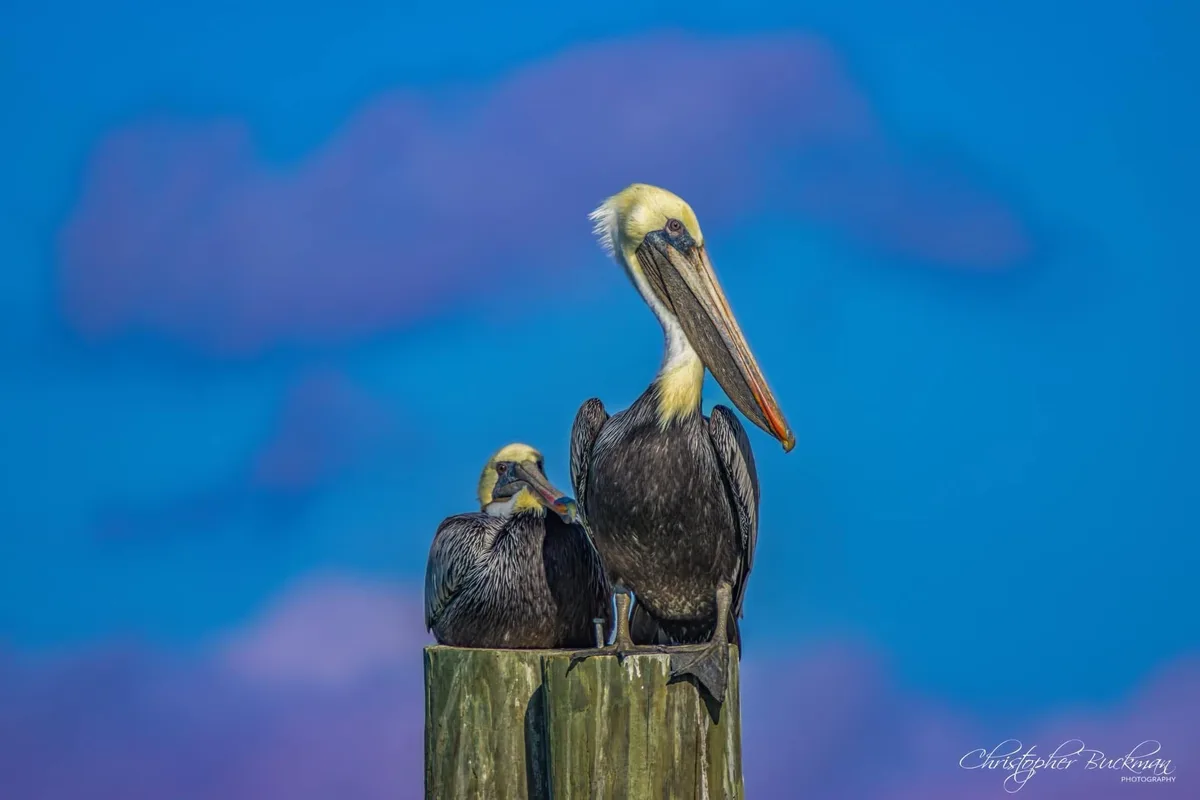 Two brown pelicans with yellow heads perch on a wooden post against a vibrant blue sky with soft purple clouds. The larger…