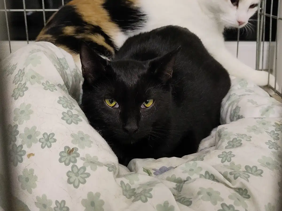 A black cat with yellow eyes stares intensely at the camera while lying on a floral-patterned blanket inside a wire cage…