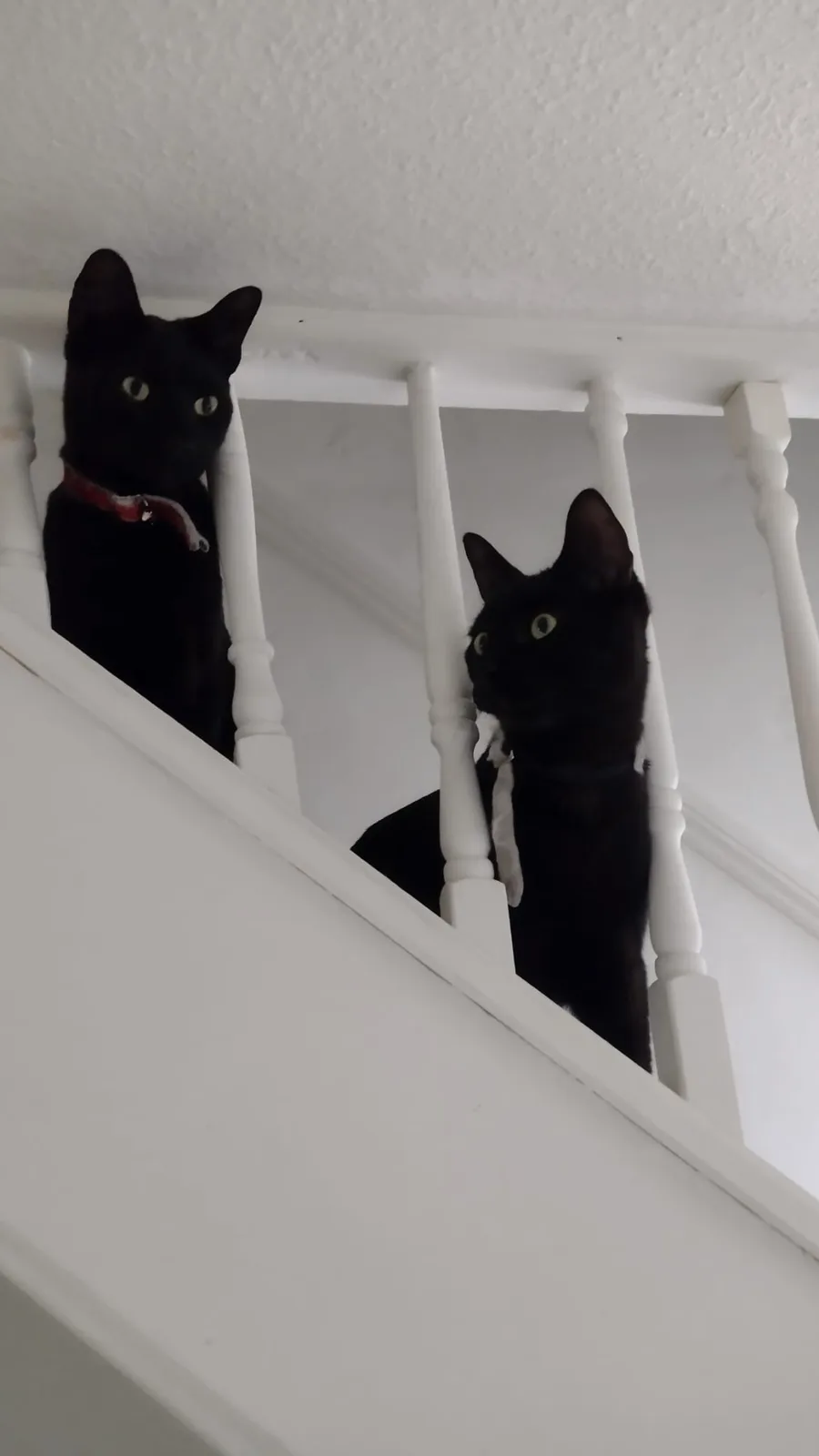 Two black cats with bright yellow eyes are perched on a white wooden staircase railing, looking down at the camera. One cat…