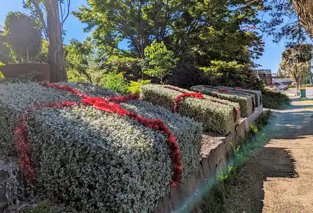 The Enchanted Christmas Hedges