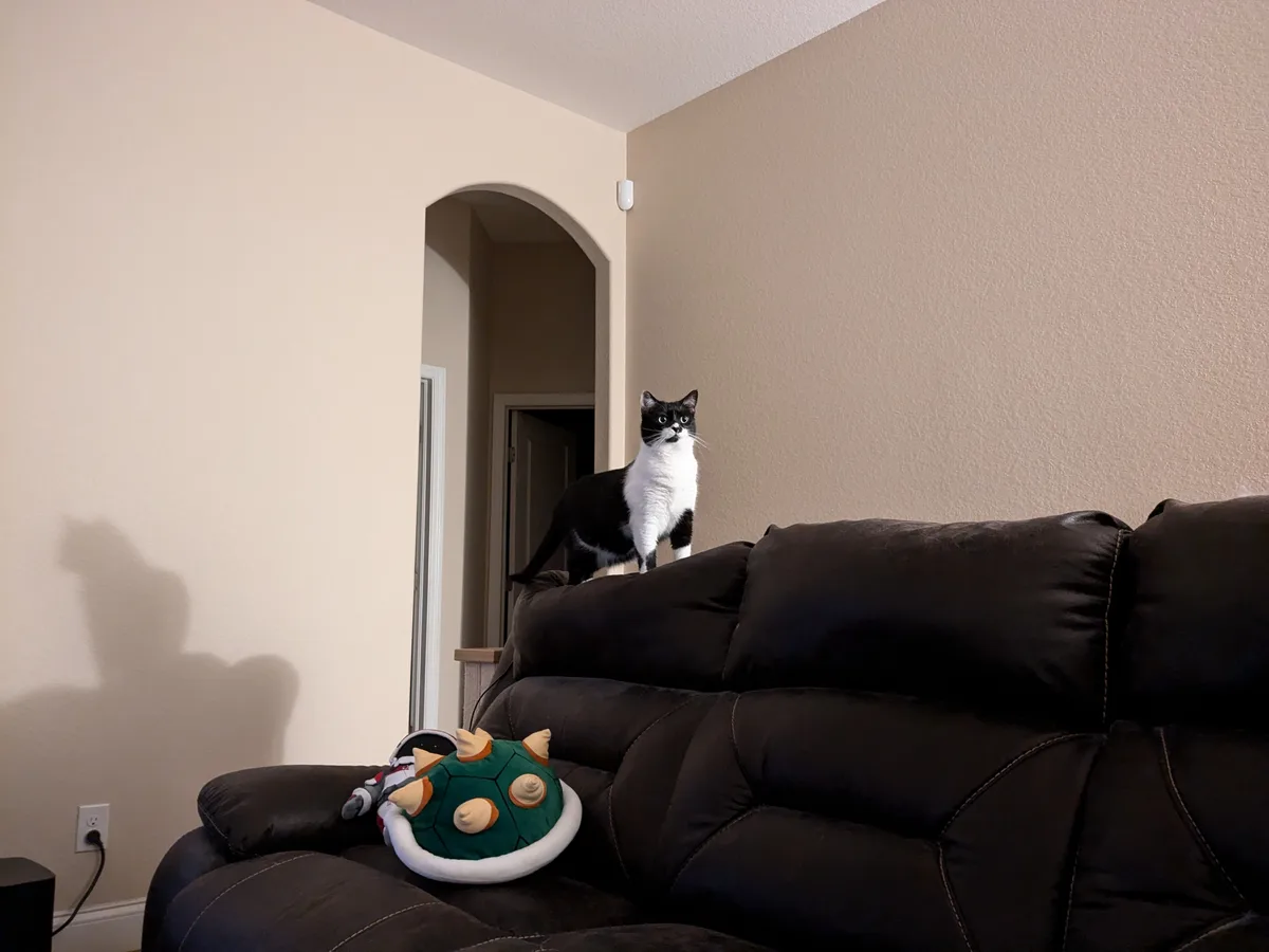 A black and white cat stands alertly on the backrest of a dark brown leather couch, looking directly at the camera with wide…