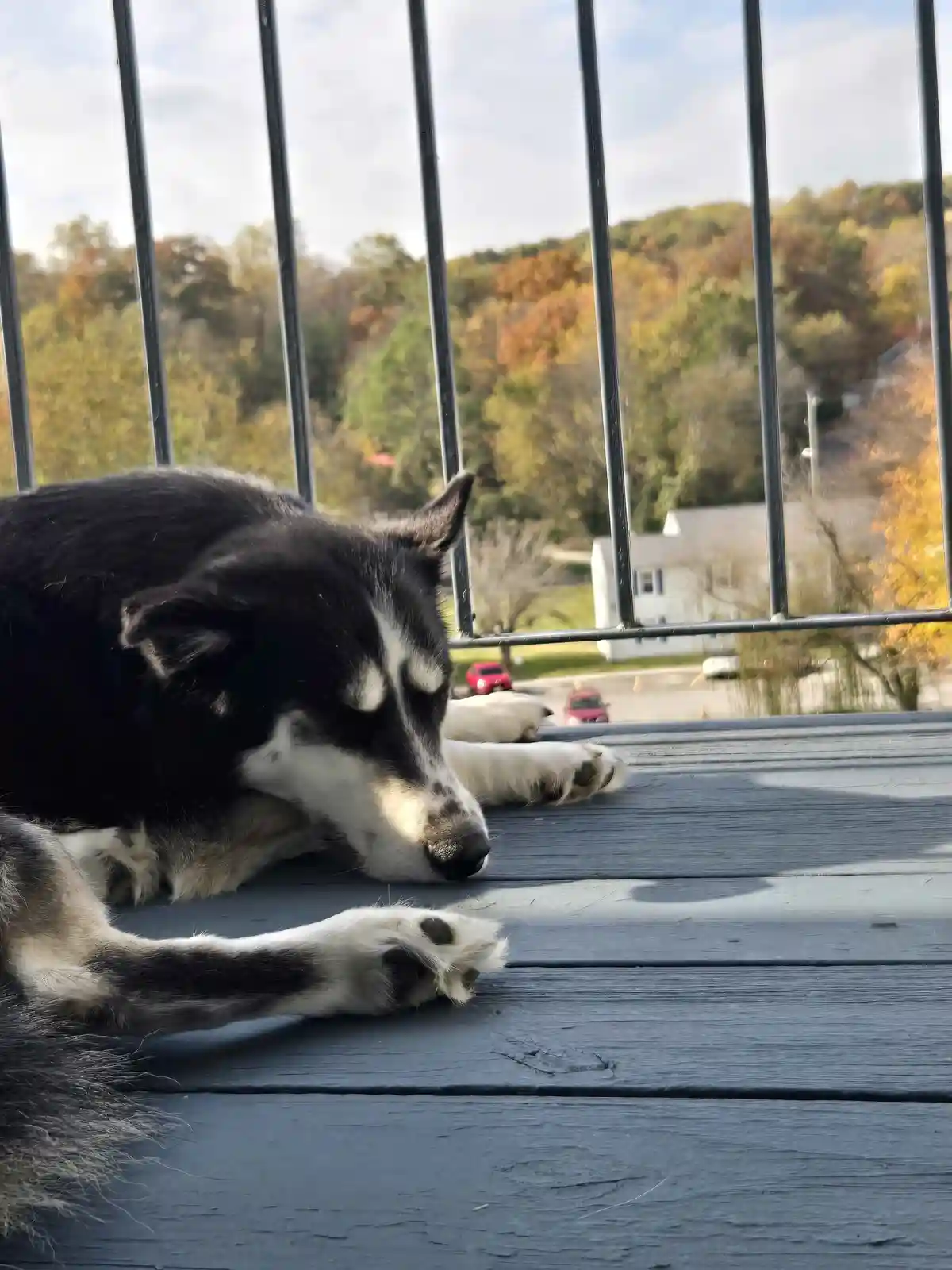 A black and white dog is lying down on a dark wooden deck, resting its head and paws, with a view of autumn-colored trees…