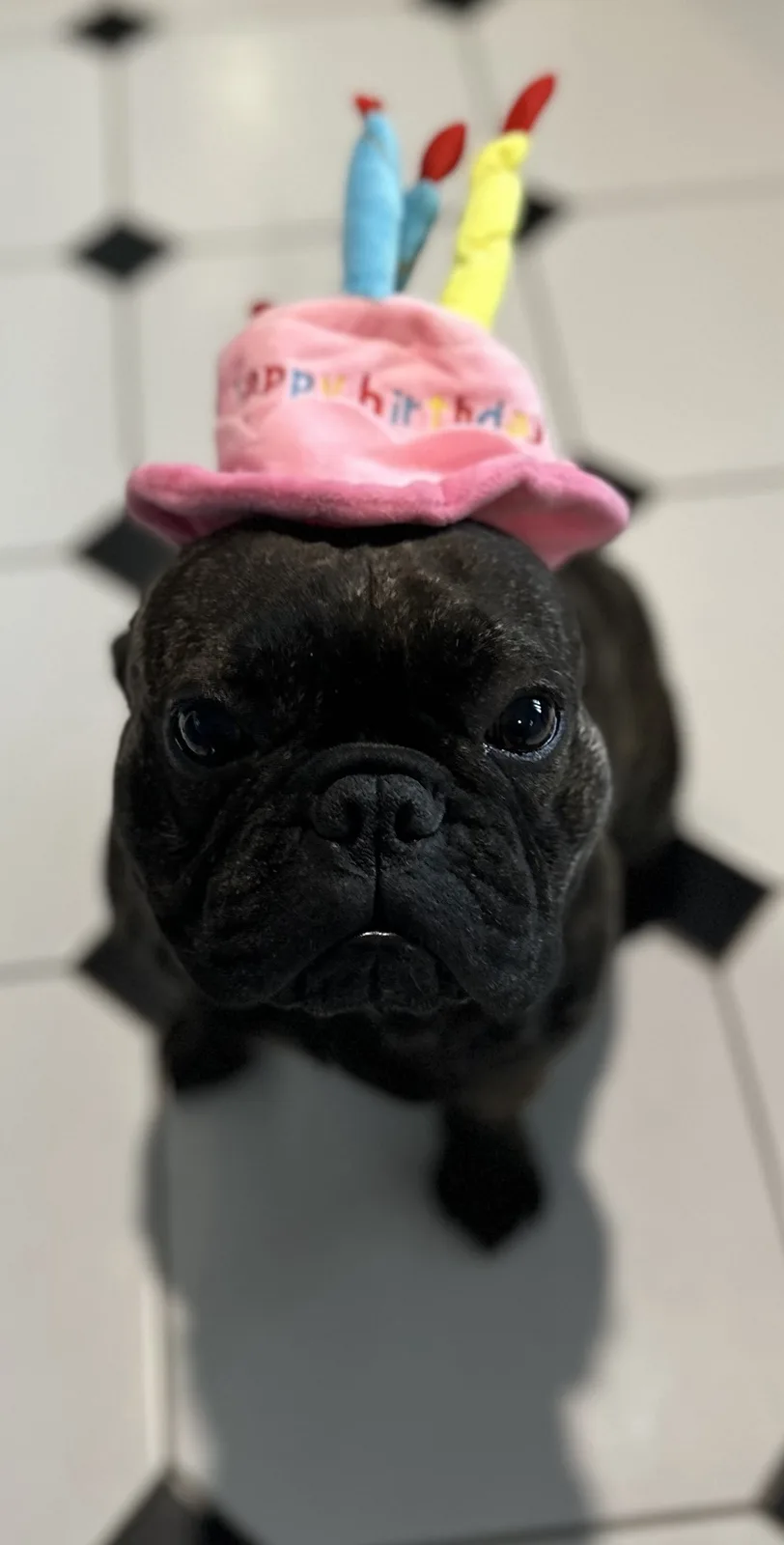 A close-up photo of a black French bulldog looking directly at the camera with a serious, unimpressed expression. The dog…