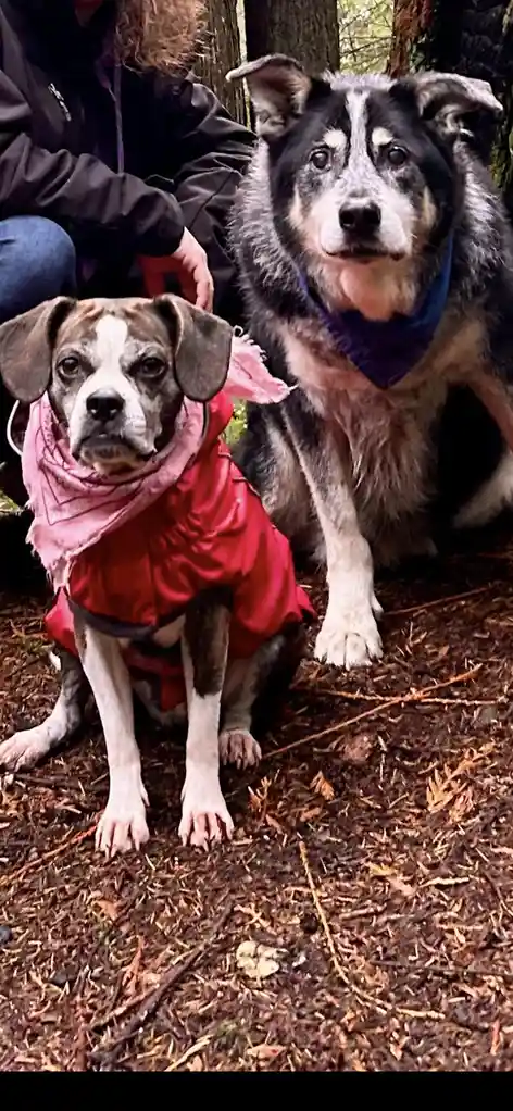 Two dogs sit outdoors on a forest floor covered in pine needles. The dog in the foreground wears a red raincoat and a pink…