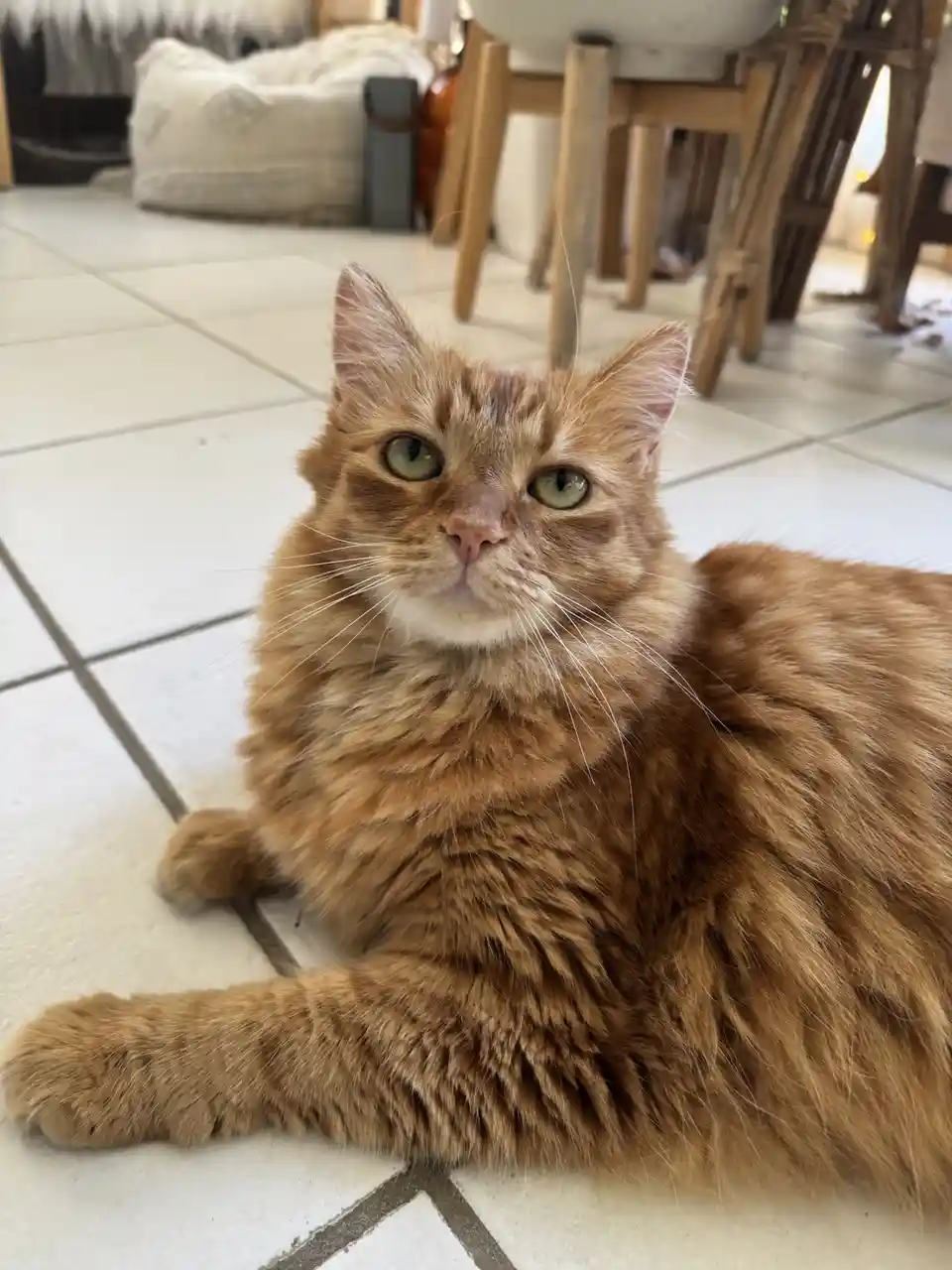 A fluffy orange tabby cat with green eyes lies on a white tiled floor, looking directly at the camera with a serious…