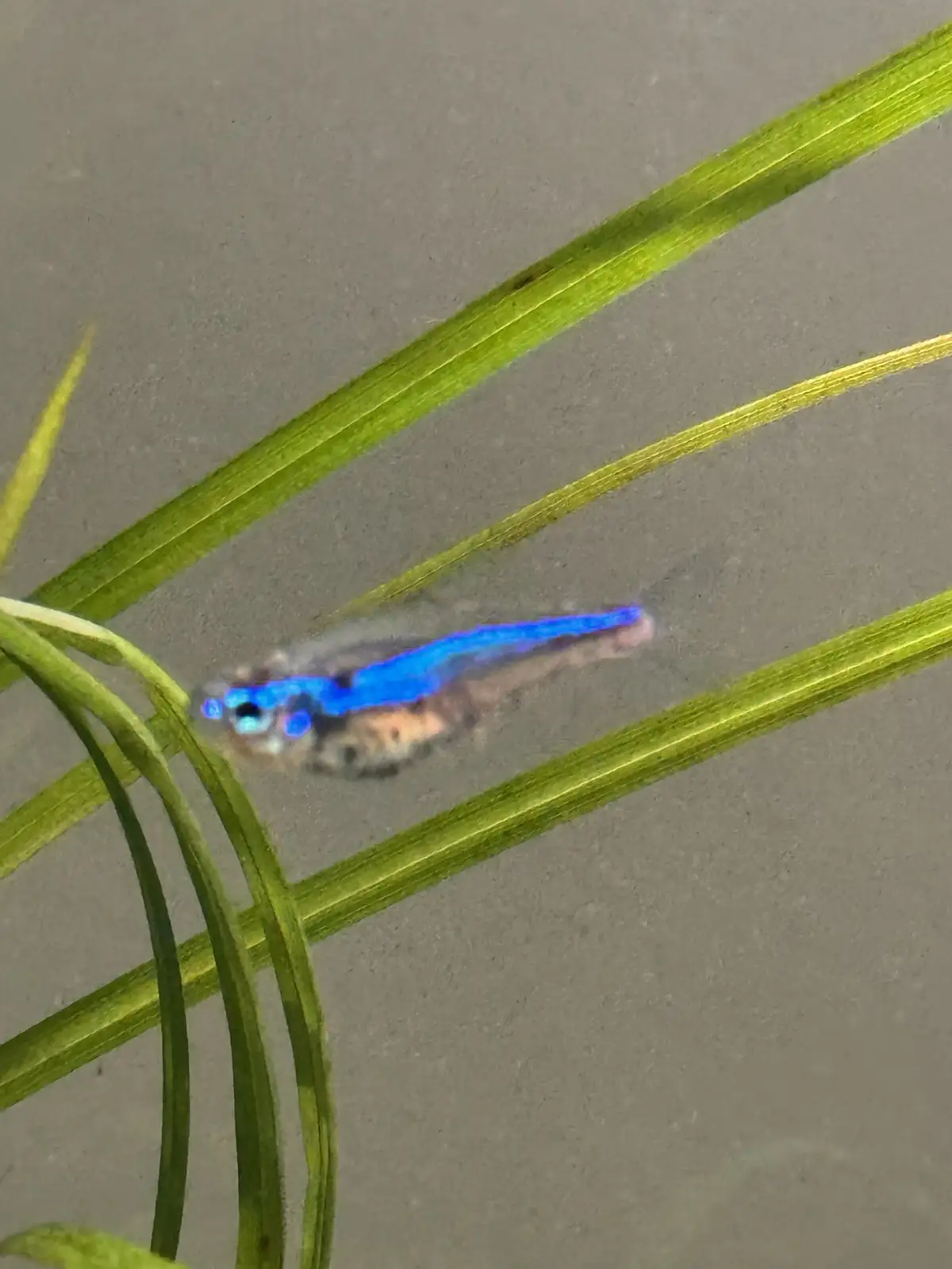 A small, translucent fish with a bright blue fluorescent stripe along its body swims near green aquatic plants in murky…