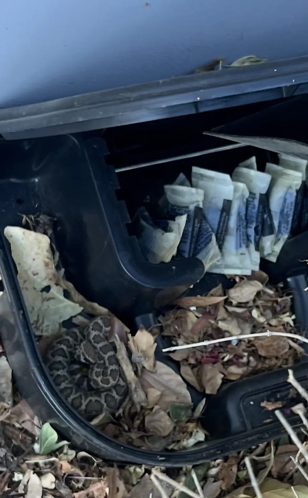 Is there really a snake hiding in that box?