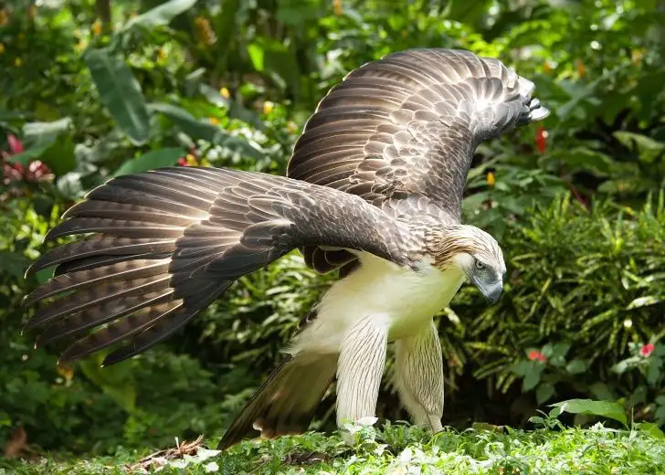 A large bird of prey, likely a Philippine eagle, stands on green foliage with its wings partially spread, looking downward…